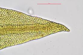 Attēlu rezultāti vaicājumam “Didymodon tophaceus”