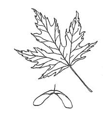 Attēlu rezultāti vaicājumam “Acer saccharinum leaf”