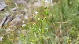 Attēlu rezultāti vaicājumam “Galium palustre fruit”