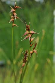 Attēlu rezultāti vaicājumam “Carex dioica”