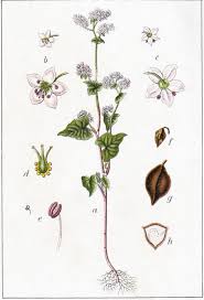 Attēlu rezultāti vaicājumam “Fagopyrum esculentum flower”