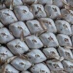 Attēlu rezultāti vaicājumam “Helianthus annuus fruit”