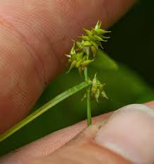 Attēlu rezultāti vaicājumam “Carex echinata”