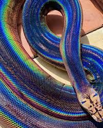 Attēlu rezultāti vaicājumam “Serpentes”