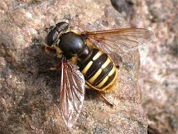 Attēlu rezultāti vaicājumam “Sericomyia silentis”