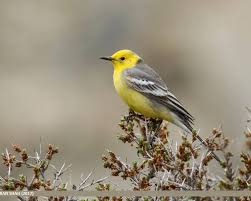 Attēlu rezultāti vaicājumam “Motacilla citreola male”