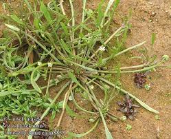 Attēlu rezultāti vaicājumam “Limosella aquatica”