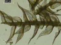 Attēlu rezultāti vaicājumam “Eurhynchium praelongum”