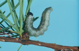 Attēlu rezultāti vaicājumam “Pristiphora maesta larva”