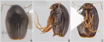 Attēlu rezultāti vaicājumam “Scaphisoma sp.”