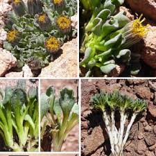 Attēlu rezultāti vaicājumam “Didymodon tophaceus sporophyte”