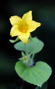 Attēlu rezultāti vaicājumam “Thladiantha dubia flower”