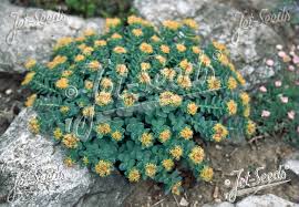 Attēlu rezultāti vaicājumam “Rhodiola rosea flower”
