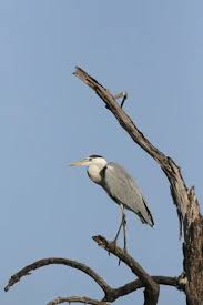 Attēlu rezultāti vaicājumam “Ardea cinerea adult”