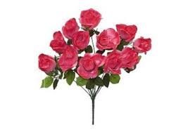 Image result for Helichrysum subulifolium