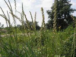 Attēlu rezultāti vaicājumam “Elytrigia repens flower”