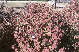 Attēlu rezultāti vaicājumam “Viburnum lantana”