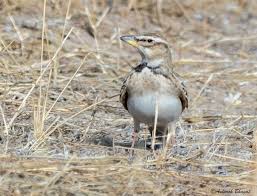 Image result for Melanocorypha bimaculata