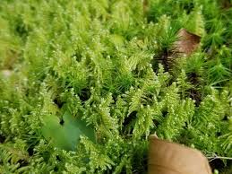 Attēlu rezultāti vaicājumam “Ptilium crista-castrensis”