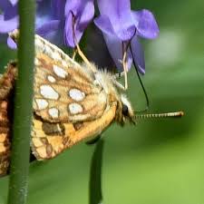 Attēlu rezultāti vaicājumam “Carterocephalus palaemon underside”