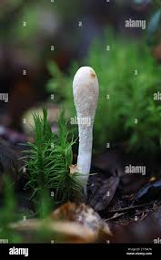 Attēlu rezultāti vaicājumam “Podostroma leucopus”