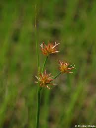 Attēlu rezultāti vaicājumam “Juncus capitatus fruit”