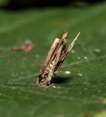 Attēlu rezultāti vaicājumam “Psyche casta”