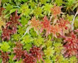 Attēlu rezultāti vaicājumam “Sphagnum russowii”