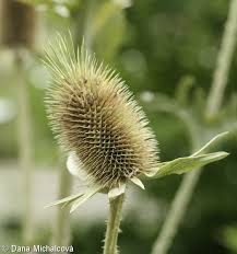Image result for Dipsacus laciniatus