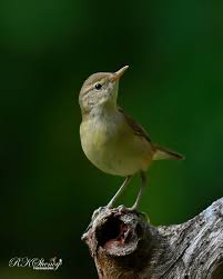 Attēlu rezultāti vaicājumam “Acrocephalus dumetorum”