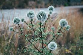 Attēlu rezultāti vaicājumam “Echinops sphaerocephalus flower”