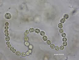 Attēlu rezultāti vaicājumam “Nostoc commune”