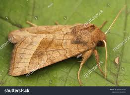 Attēlu rezultāti vaicājumam “Hydraecia micacea”