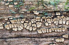 Attēlu rezultāti vaicājumam “Xylobolus frustulatus”