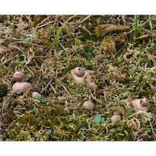 Attēlu rezultāti vaicājumam “Geastrum”