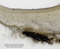 Attēlu rezultāti vaicājumam “Hyalorbilia inflatula”