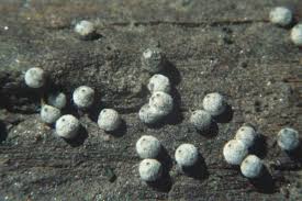 Attēlu rezultāti vaicājumam “Lasiosphaeria ovina”