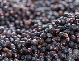 Attēlu rezultāti vaicājumam “Juniperus communis fruit”