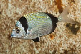 Image result for Diplodus