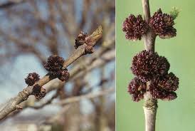 Attēlu rezultāti vaicājumam “Fraxinus pennsylvanica female flower”