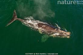 Image result for Eubalaena glacialis