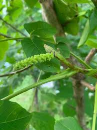 Attēlu rezultāti vaicājumam “Juglans mandshurica female flower”