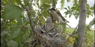 Image result for Lanius minor