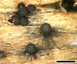 Attēlu rezultāti vaicājumam “Lasiosphaeria ovina”