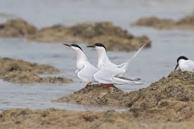 Image result for Sterna dougallii