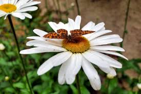 Attēlu rezultāti vaicājumam “Mellicta athalia”