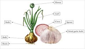 Attēlu rezultāti vaicājumam “Allium sativum”
