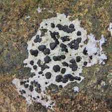 Attēlu rezultāti vaicājumam “Porpidia macrocarpa”