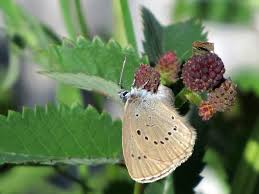 Attēlu rezultāti vaicājumam “Maculinea teleius underside”