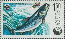 Image result for Salmo zrmanjaensis